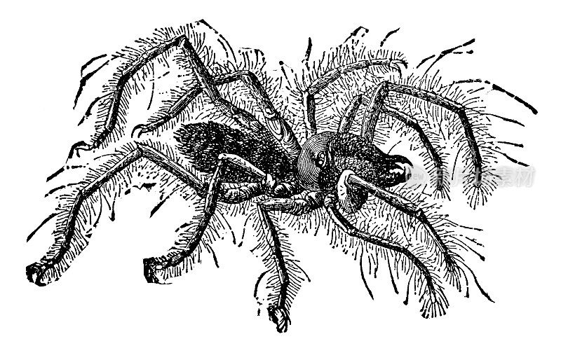 骆驼蜘蛛(Galeodes Arabs) - 19世纪